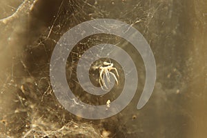 A classic circular form spider`s web