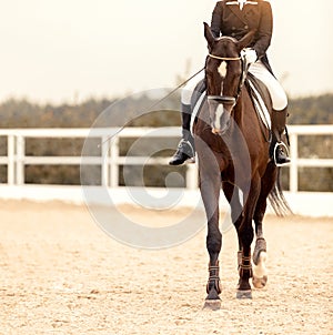 Classic Dressage horse. Portrait red horse in training. Equestrian sport. Front view. Sports stallion in the bridle. The