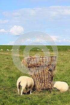 Classic dutch country view