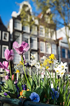 Classic Dutch tulips decorate a bridge on one of Amsterdam`s canals