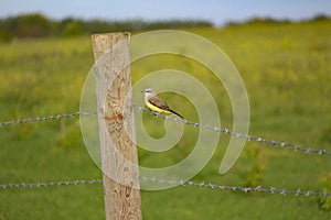 Classic fence perched western kingbird