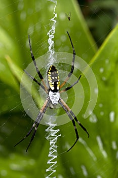 Classic Garden Spider and Zig Zag Web photo