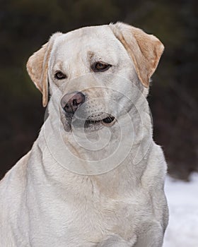 Classic Head Portrait of a Yellow Labrador Retriever