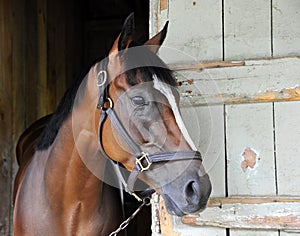 Great Horse Racing photos by Fleetphoto photo