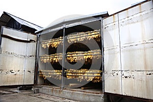 The classic method of drying tobacco in the kiln