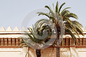 Classic moroccan architecture, wall with palm tree