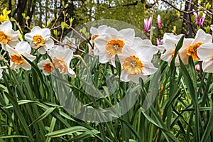 Classic narcissus plant with  yellow-orange flowers, `Replete Improved` variety with double pink petals, daffodil, jonquil