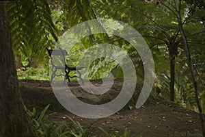 Classic old antique bench in botanical garden