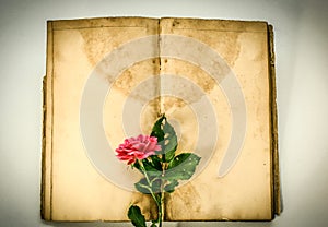 Classic old notebook and pink rose.