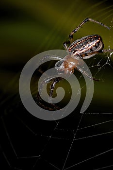 Classic Orbweaver