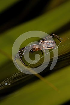 Classic Orbweaver