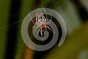 Classic Orbweaver