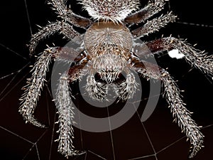 Classic Orbweaver