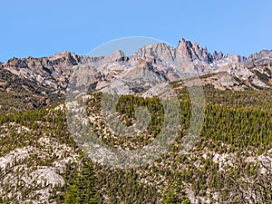 PIne trees on the rugged mountainside in the Eastern Sierras
