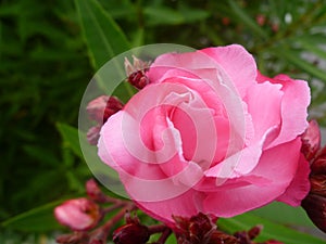 Classic pink rose in blooming.