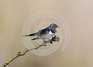 Classic portrait of a barn swallow on brigh blurred beige background.