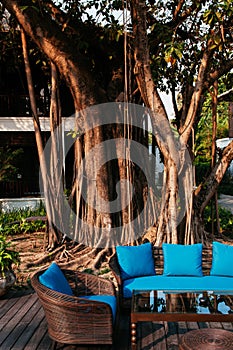 Classic rattan chairs and table outdoor furniture under big banyan tree in evening