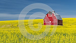 Classic Red Barn in a field of yellow blooming Canola