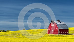 Classic red farm barn in a yellow field of Canola