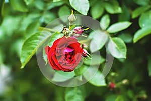 Classic red rose in full bloom in the sun in a summer morning garden. A rose flower blooms on a large Bush against a background of