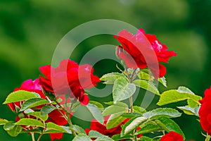 Classic red roses in full bloom