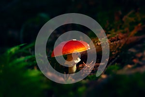 Classic red toadstool, Amanita muscaria mushrom in the autumn forest