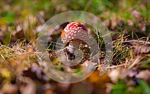 Classic red toadstool, Amanita muscaria mushrom in the autumn forest