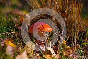 Classic red toadstool, Amanita muscaria mushrom in the autumn forest