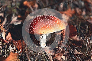 Classic red toadstool, Amanita muscaria mushrom in the autumn forest