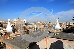 Classic Rome - Seagulls at top , aerial view to old roof buildings and street