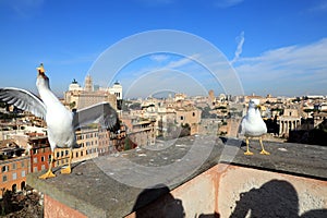 Classic Rome - Seagulls at top , aerial view to old roof buildings and street