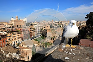 Classic Rome - Seagulls at top , aerial view to old roof buildings and street