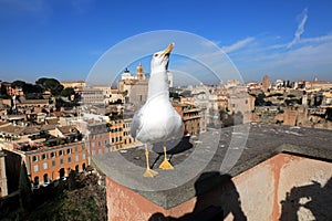 Classic Rome - Seagulls at top , aerial view to old roof buildings and street