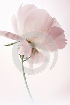 Classic roses in soft color style