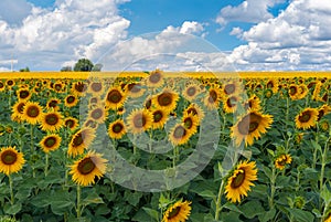 Classic rural landscape with sunflower fields