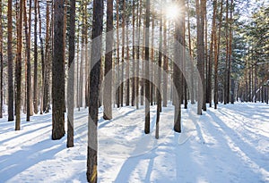 Classic Russian winter landscape. winter forest in sun lights. Selective focus