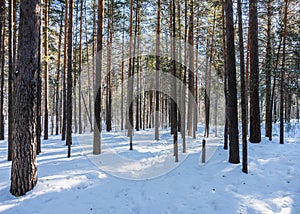 Classic Russian winter landscape. winter forest in sun lights. Selective focus