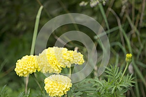 Classic semi double pale yellow dahlia a genus of bushy, tuberous, herbaceous perennial plants in bloom in summer which is a magni