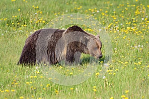 Classic shape of grizzly bear eating