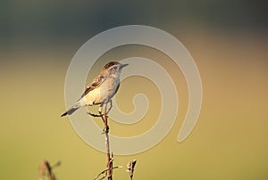 A classic Siberian stonechat perched scene