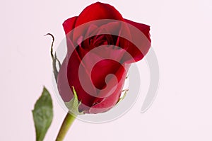 Classic single red rose