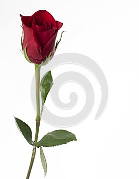 Classic single red rose