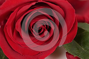 Classic single red rose