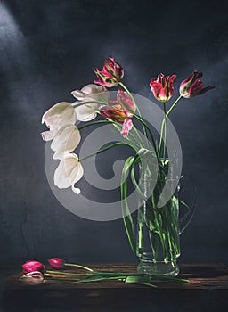 Classic still life with beautiful red and white tulip flowers bouquet in transparent glass vase. Art photography