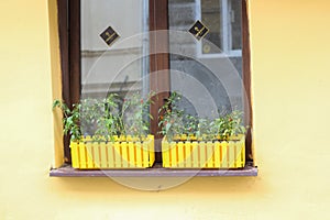 Classic style house entrance yellow walls, wooden door and windows decorates with flowerpots and lonely bicycle