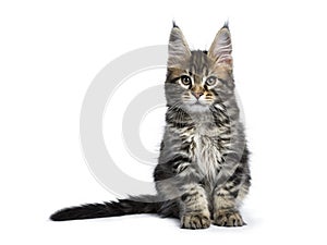 Classic tabby maine coon kitten isolated on white