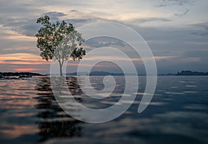 Classic Thailand sunset view with alone tree in the water