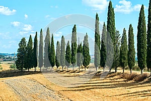 Classic Tuscan landscape with cypress trees in the summer sunny day.