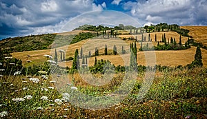 Classic Tuscan landscape of cypress trees and wheat fields.