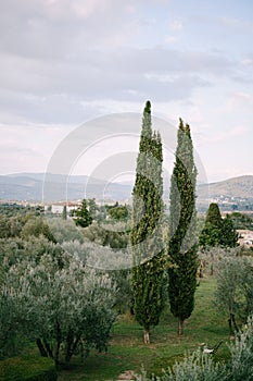 Classic views of Tuscany in Italy. Green olive groves to the horizon, cypress trees, and antique villas on the hills in